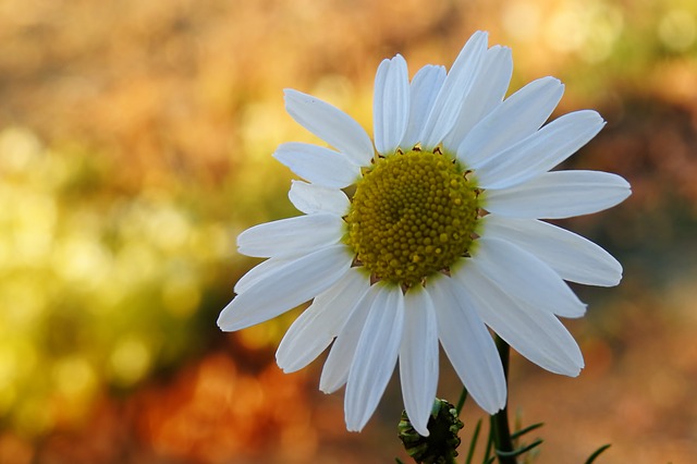Roman Chamomile Essential Oil