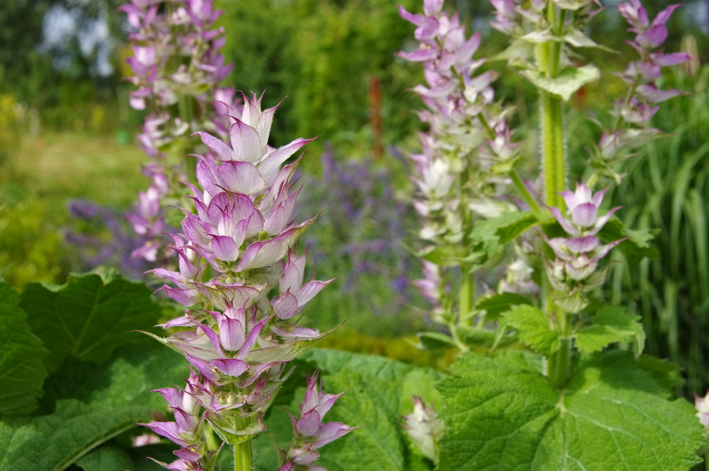 Clary Sage Essential Oil