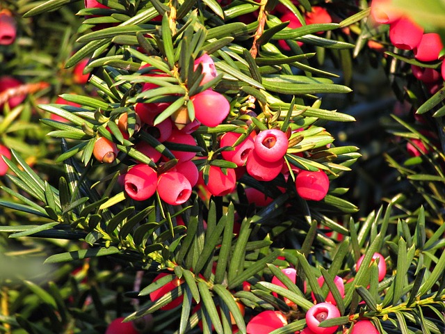 Juniper Berry Essential Oil