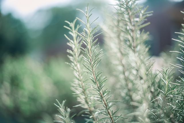Rosemary Essential Oil