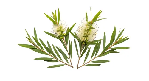 Tea Tree Essential Oil