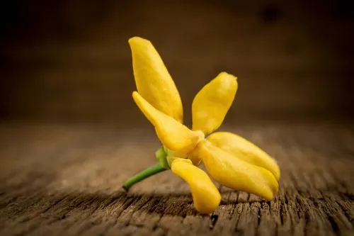 Ylang-Ylang Essential Oil