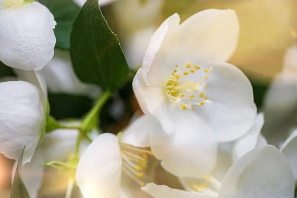 Jasmine Essential Oil