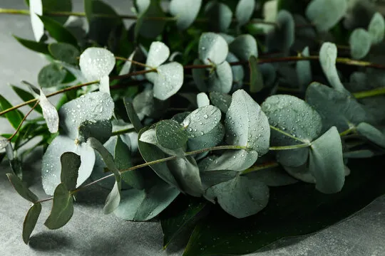 Eucalyptus Essential Oil