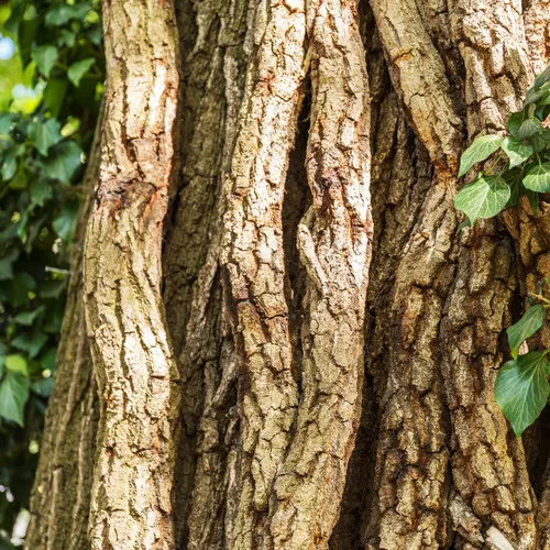 Cedarwood Essential Oil
