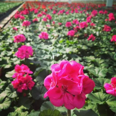 Geranium Essential Oil