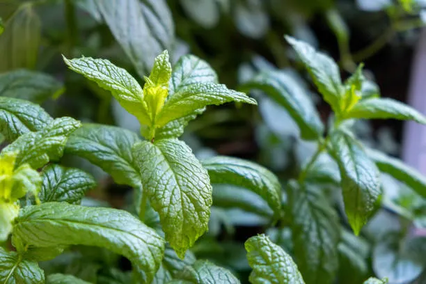 Spearmint Essential Oil