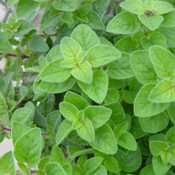 Oregano Essential Oil